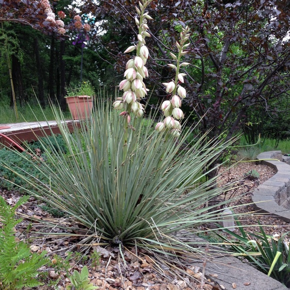 Meet your Posher, Luna - Picture 13 of 15